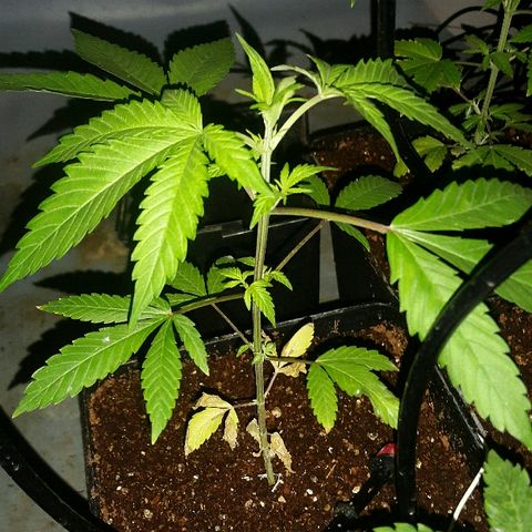 2 AH fem Nirvana growlog timeline photo