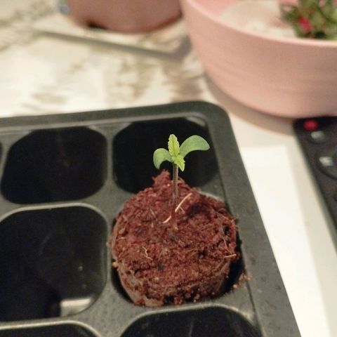 Timmy, Strawberry Kush #1 growlog photo: Sie hat größeren Blätter aber weniger Wurzelwerk