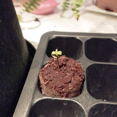 Berta, Strawberry Kush 2 growlog photo: Müsste aus der Keim Schale befreit werden, hat kleine Blätter aber die Wurzel hatte die doppelte länge des Jiffys