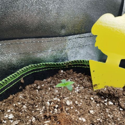 Timmy, Strawberry Kush #1 growlog timeline photo