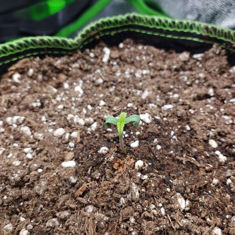 Berta, Strawberry Kush 2 growlog timeline photo