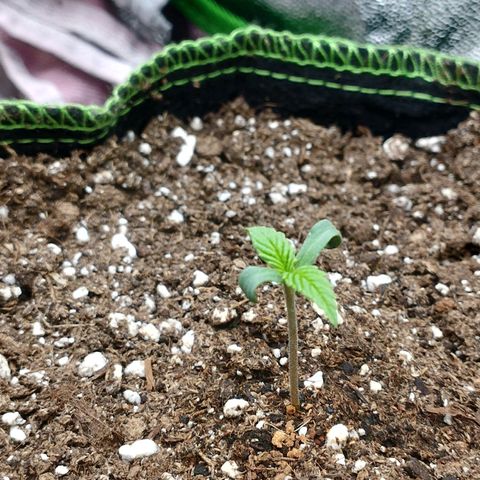 Berta, Strawberry Kush 2 growlog timeline photo
