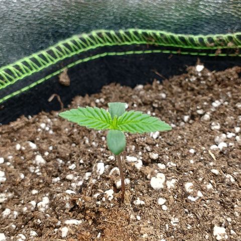 Timmy, Strawberry Kush #1 growlog timeline photo