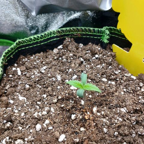 Berta, Strawberry Kush 2 growlog timeline photo