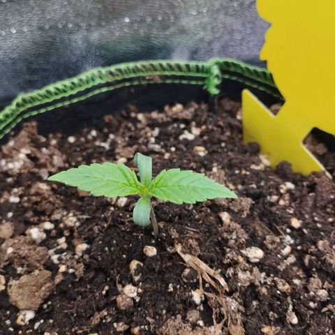 Berta, Strawberry Kush 2 growlog timeline photo