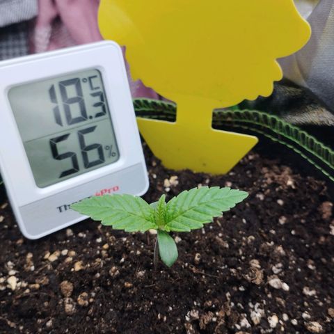 Timmy, Strawberry Kush #1 growlog timeline photo