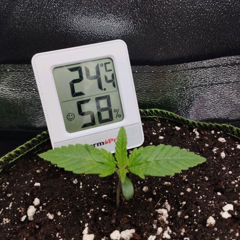 Timmy, Strawberry Kush #1 growlog timeline photo