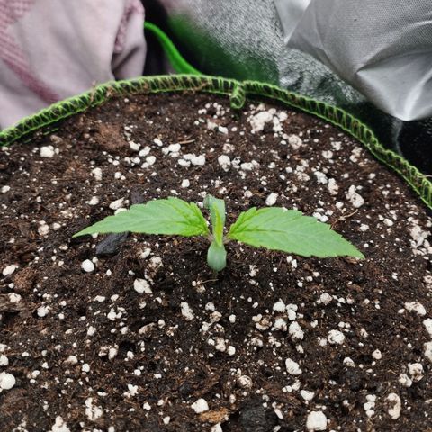 Berta, Strawberry Kush 2 growlog timeline photo