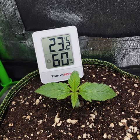 Timmy, Strawberry Kush #1 growlog timeline photo