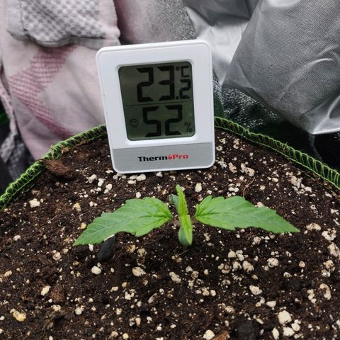 Berta, Strawberry Kush 2 growlog timeline photo
