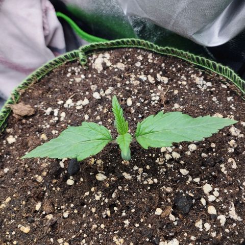 Berta, Strawberry Kush 2 growlog timeline photo