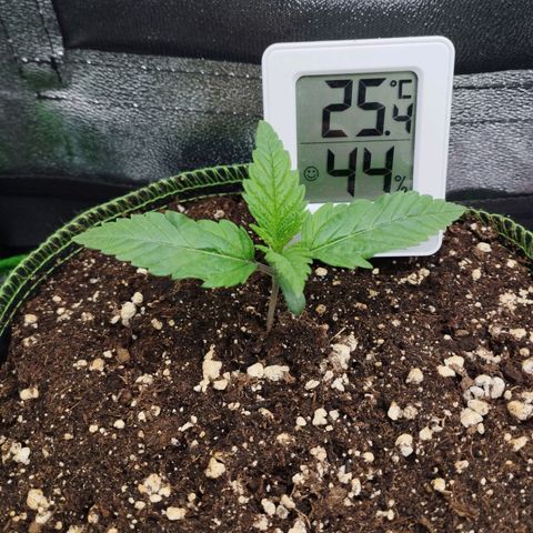 Timmy, Strawberry Kush #1 growlog timeline photo
