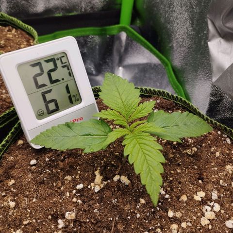 Timmy, Strawberry Kush #1 growlog timeline photo