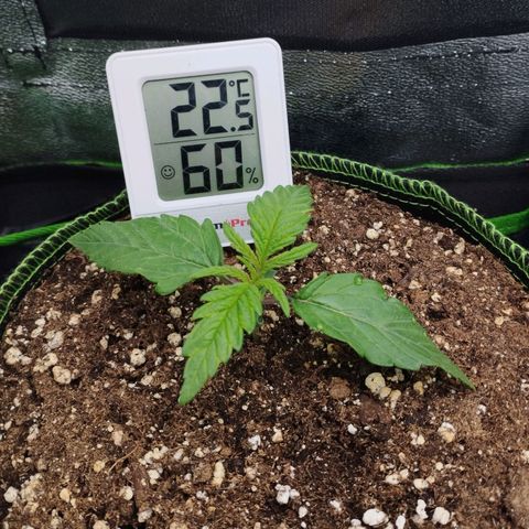 Berta, Strawberry Kush 2 growlog timeline photo