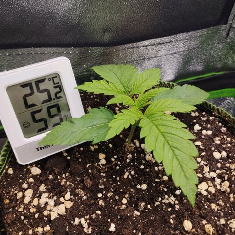 Timmy, Strawberry Kush #1 growlog timeline photo