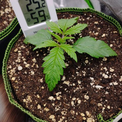 Berta, Strawberry Kush 2 growlog timeline photo