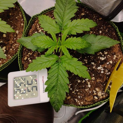 Berta, Strawberry Kush 2 growlog timeline photo