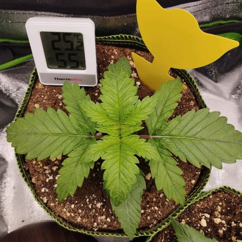 Timmy, Strawberry Kush #1 growlog timeline photo