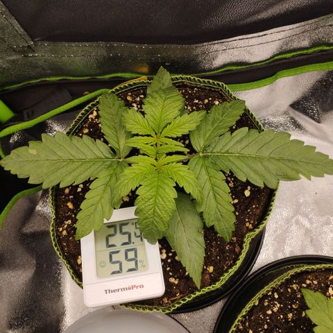 Berta, Strawberry Kush 2 growlog timeline photo