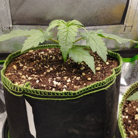 Berta, Strawberry Kush 2 growlog timeline photo