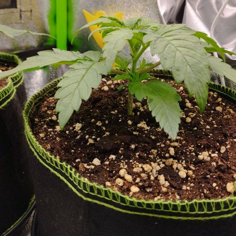 Timmy, Strawberry Kush #1 growlog timeline photo