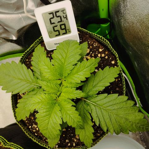 Timmy, Strawberry Kush #1 growlog timeline photo