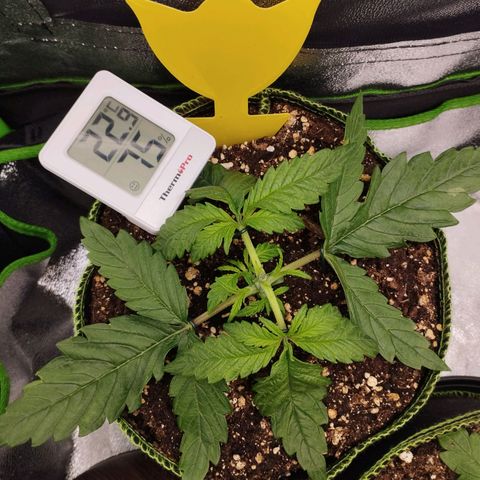 Berta, Strawberry Kush 2 growlog timeline photo