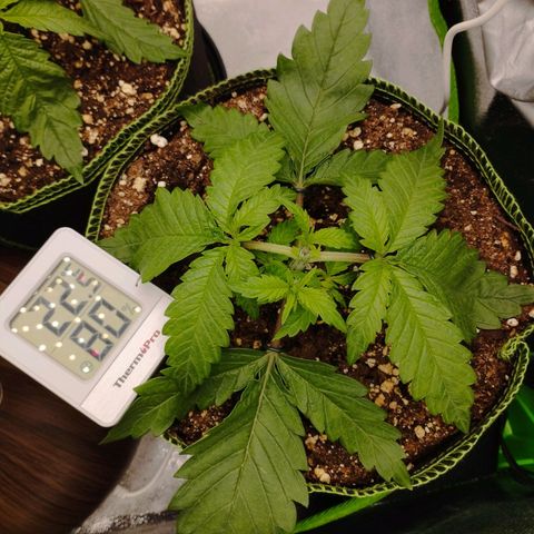 Timmy, Strawberry Kush #1 growlog timeline photo