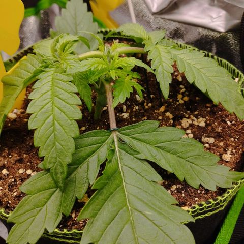 Timmy, Strawberry Kush #1 growlog timeline photo