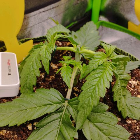 Berta, Strawberry Kush 2 growlog timeline photo