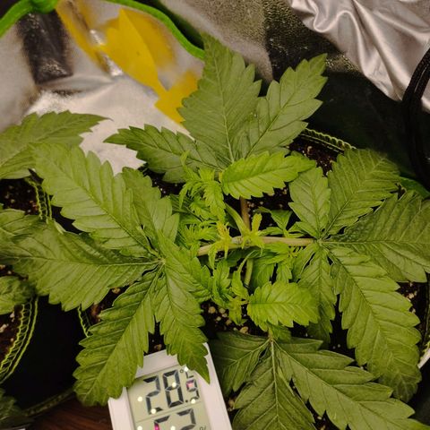 Timmy, Strawberry Kush #1 growlog timeline photo