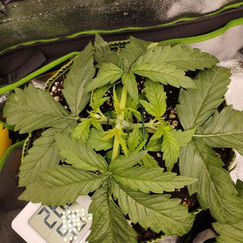 Berta, Strawberry Kush 2 growlog timeline photo