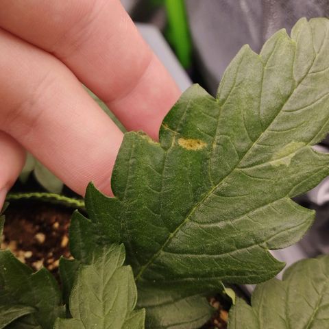 Timmy, Strawberry Kush #1 growlog timeline photo