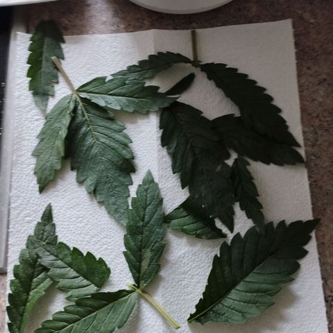 Timmy, Strawberry Kush #1 growlog timeline photo