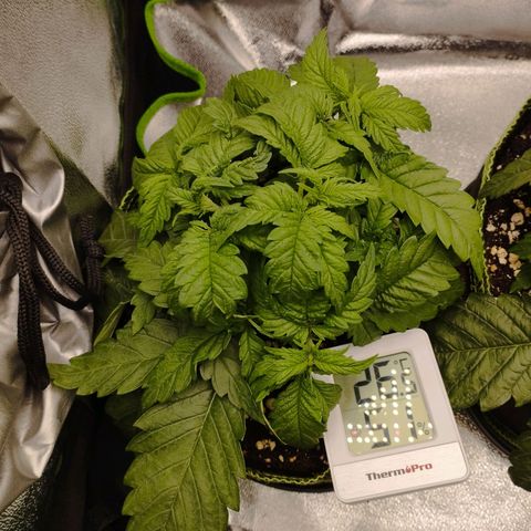 Timmy, Strawberry Kush #1 growlog timeline photo