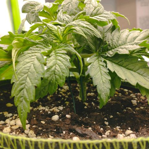 Timmy, Strawberry Kush #1 growlog timeline photo