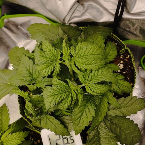 Berta, Strawberry Kush 2 growlog timeline photo