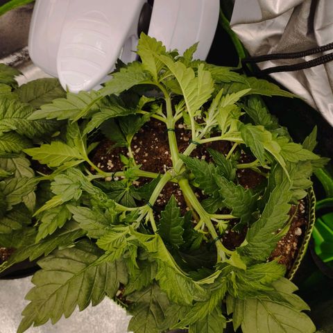Timmy, Strawberry Kush #1 growlog timeline photo