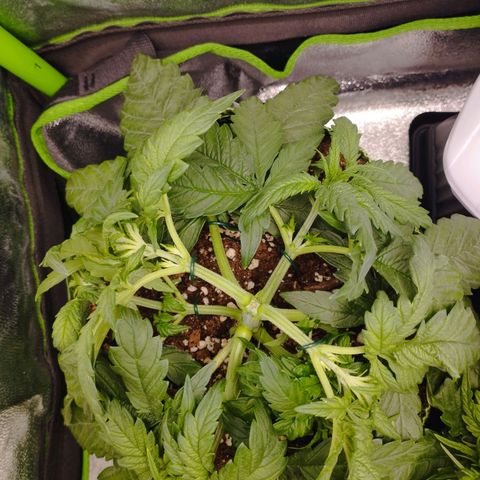 Berta, Strawberry Kush 2 growlog timeline photo