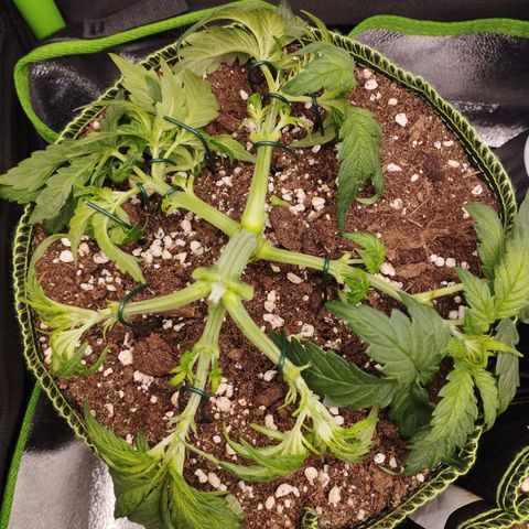 Berta, Strawberry Kush 2 growlog timeline photo