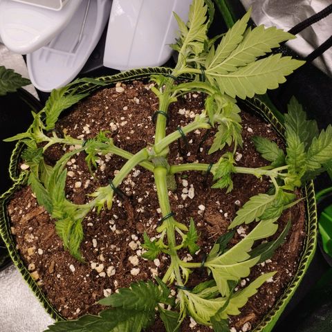 Timmy, Strawberry Kush #1 growlog timeline photo