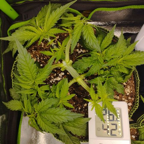 Berta, Strawberry Kush 2 growlog timeline photo