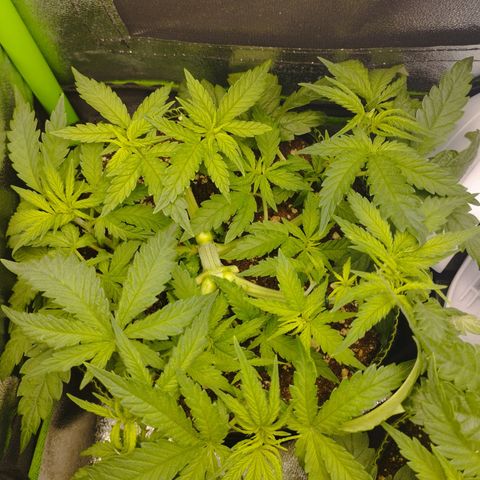 Berta, Strawberry Kush 2 growlog timeline photo