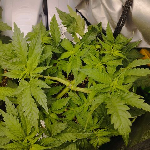 Timmy, Strawberry Kush #1 growlog timeline photo