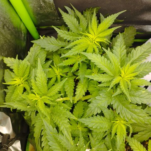 Timmy, Strawberry Kush #1 growlog timeline photo