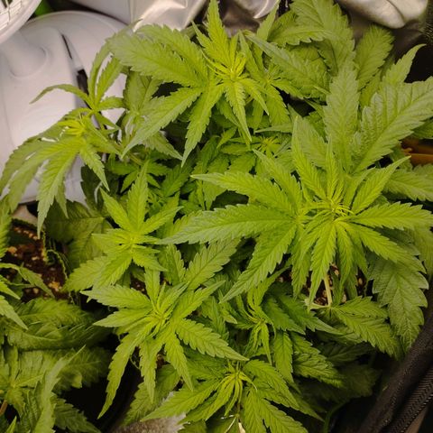 Berta, Strawberry Kush 2 growlog timeline photo