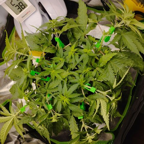 Timmy, Strawberry Kush #1 growlog timeline photo