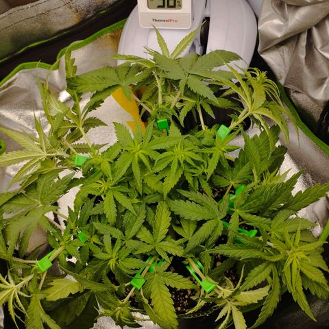 Berta, Strawberry Kush 2 growlog timeline photo