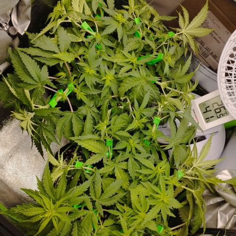 Timmy, Strawberry Kush #1 growlog timeline photo