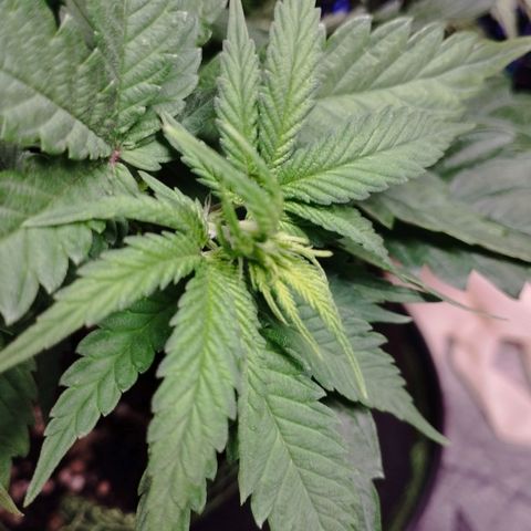 Timmy, Strawberry Kush #1 growlog timeline photo